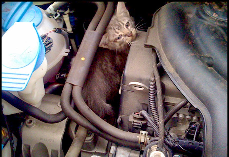 Cat survives 160mile journey in an engine bay