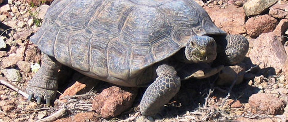 Kia re-homes 27 desert tortoises for new test facility | Recombu