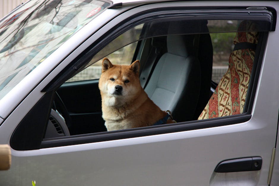 Pet dog kills owner by running him over