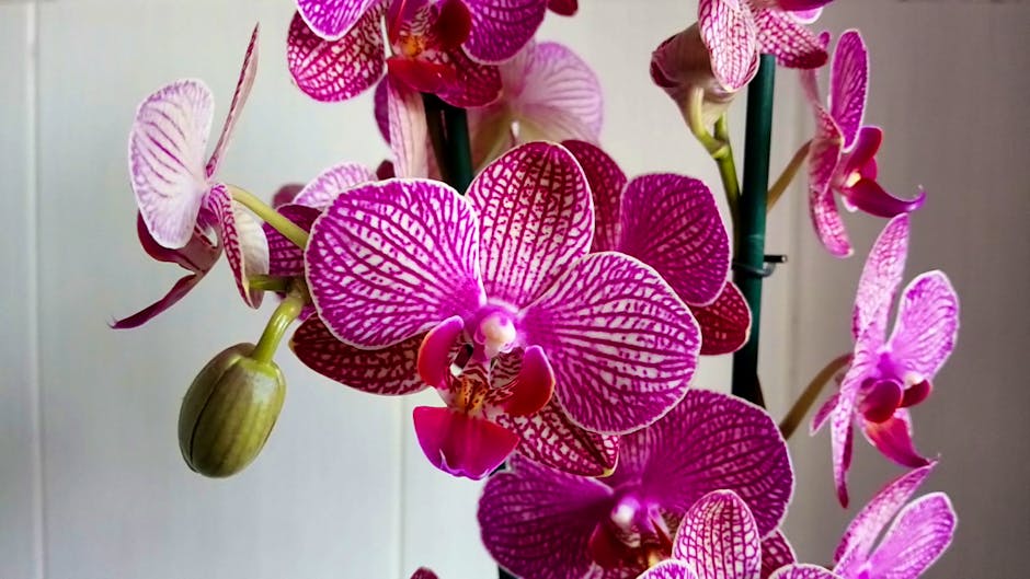 Xperia L2 camera test