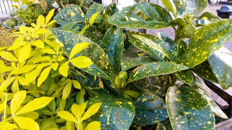 Xperia L2 camera test