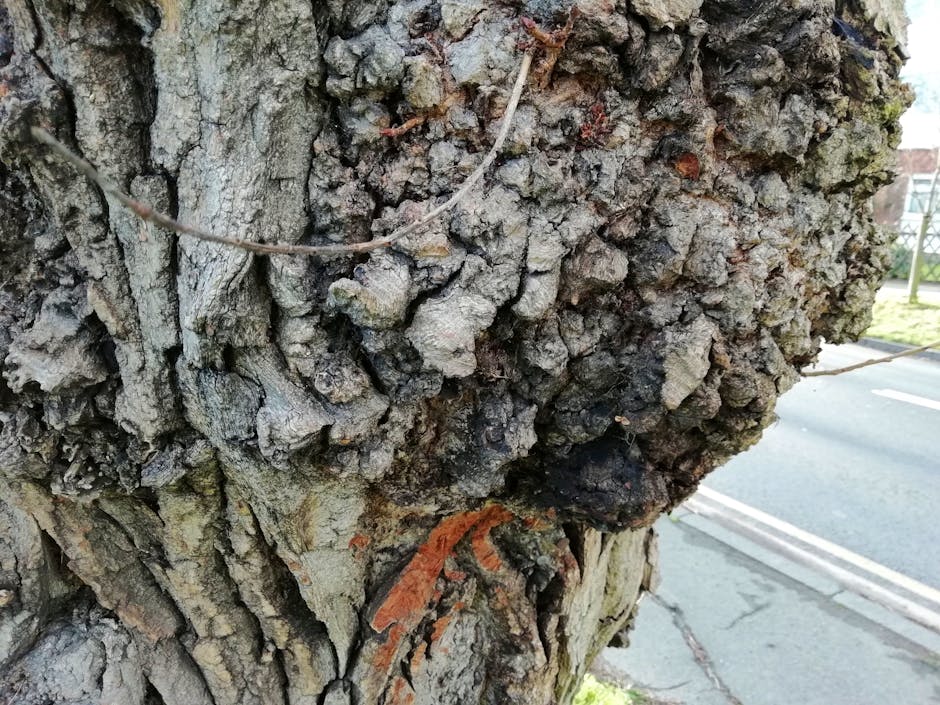 Huawei P Smart camera photo samples